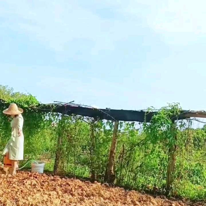 菜农大玉儿