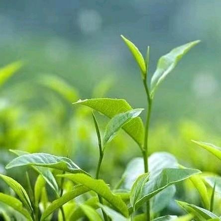 茶青联络点