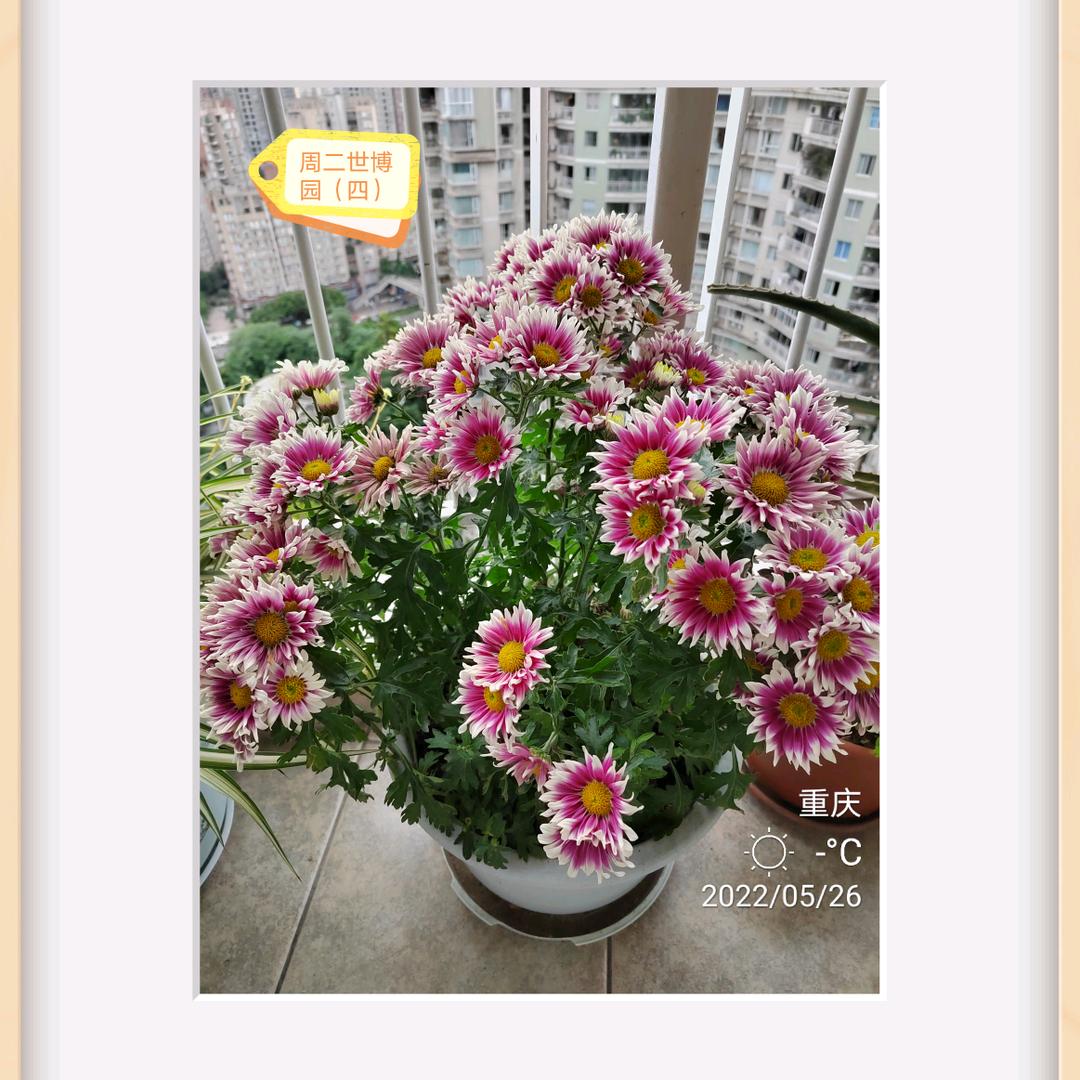 拾荒者