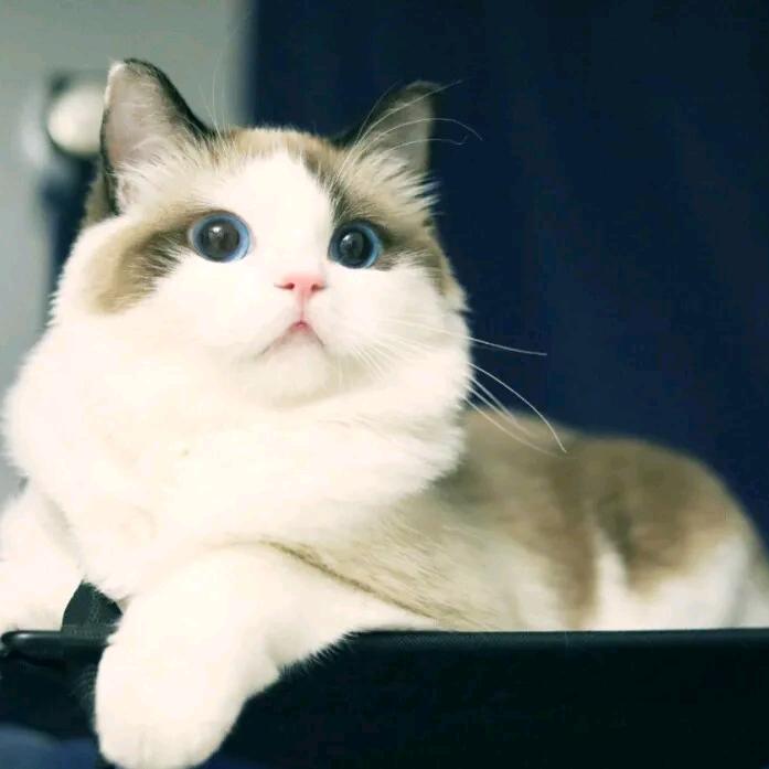 初夏の猫头像