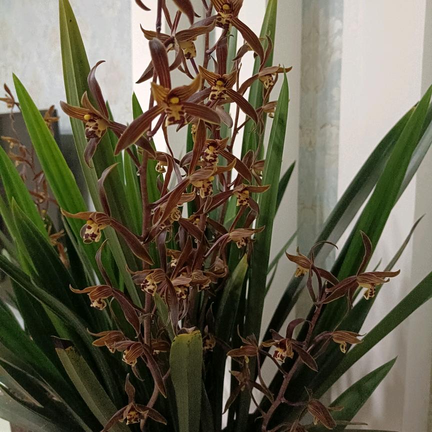天虹