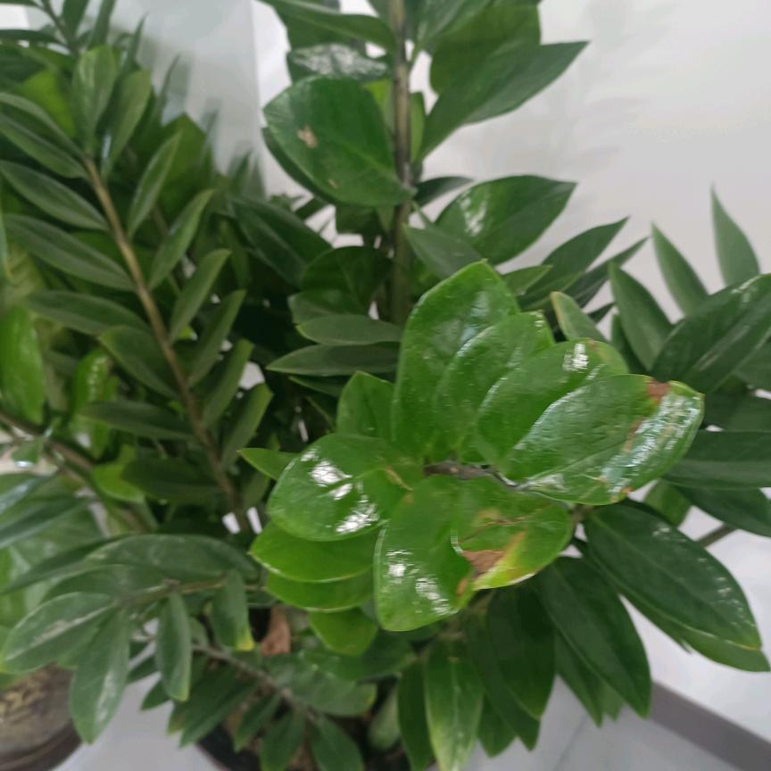 佳琪聆听10