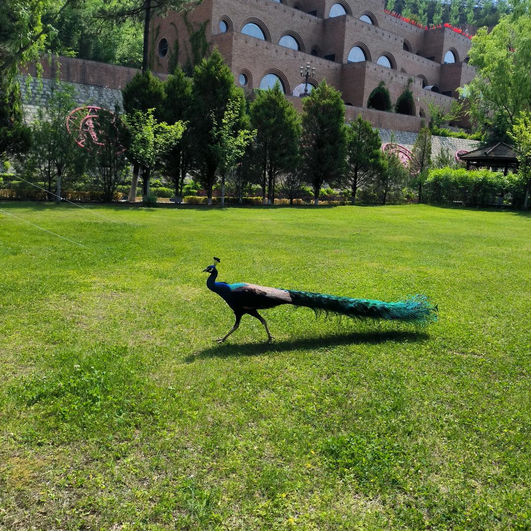 依依