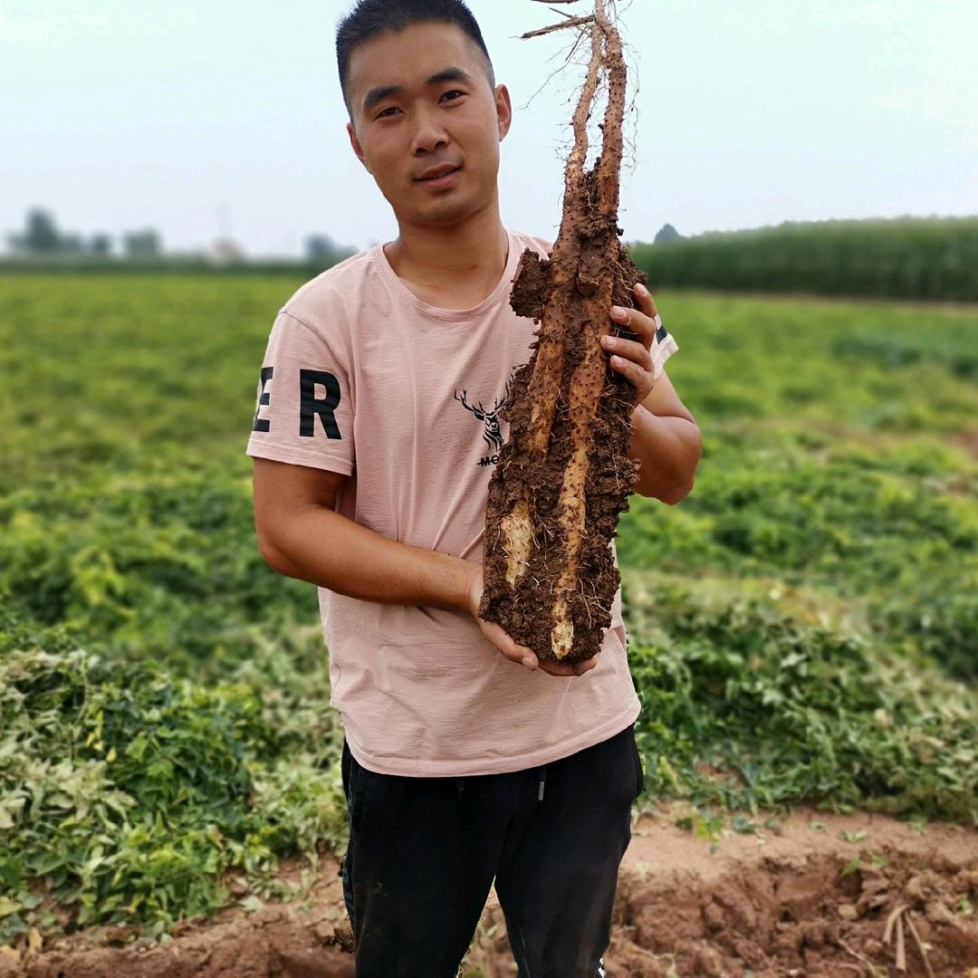 温县得洋山药种植户