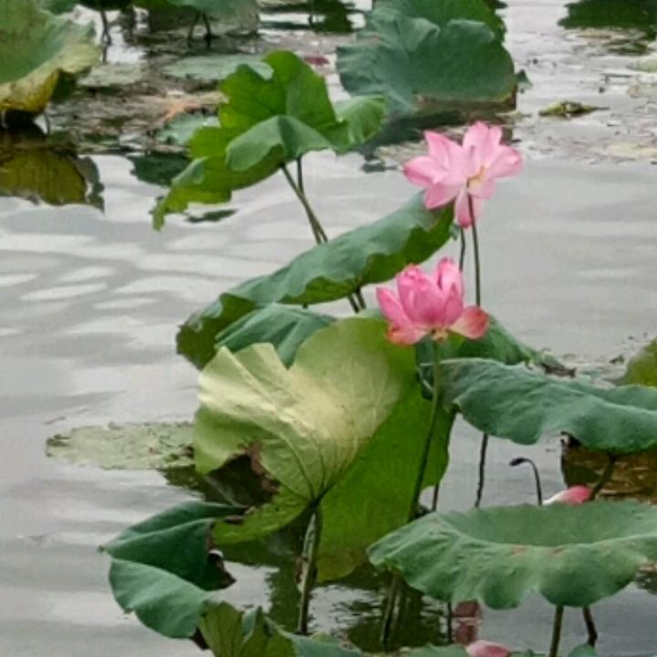启婵