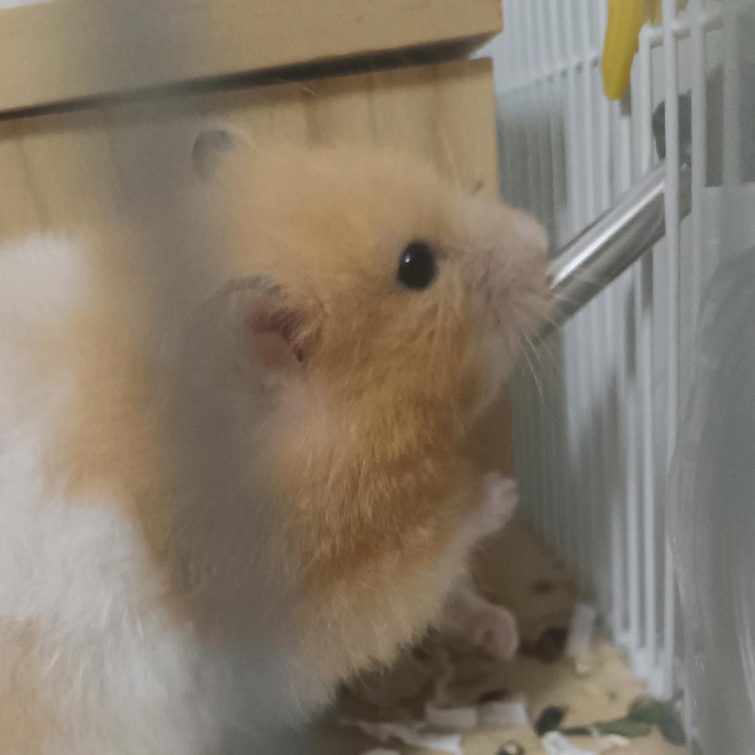 家有我和小鼠芒果。