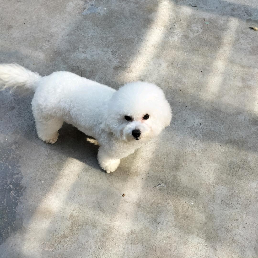 比熊球球VS博美小白
