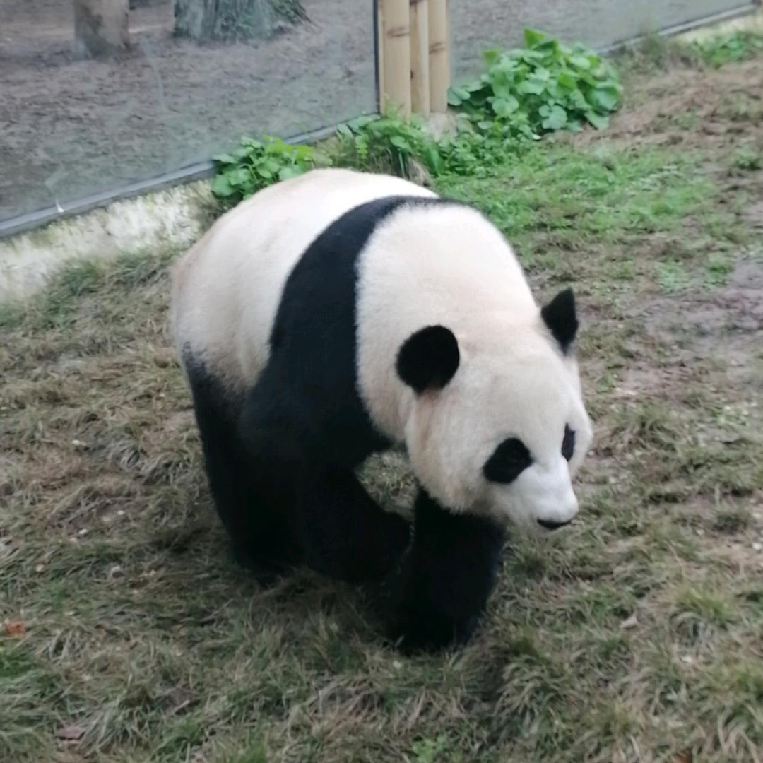呼噜熊🐻