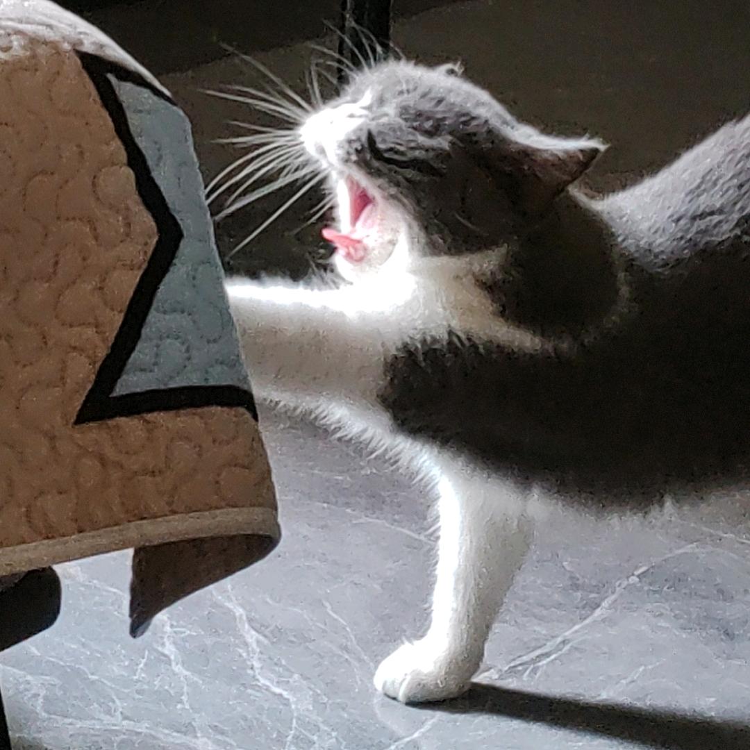 超级猫猫拳打人很疼