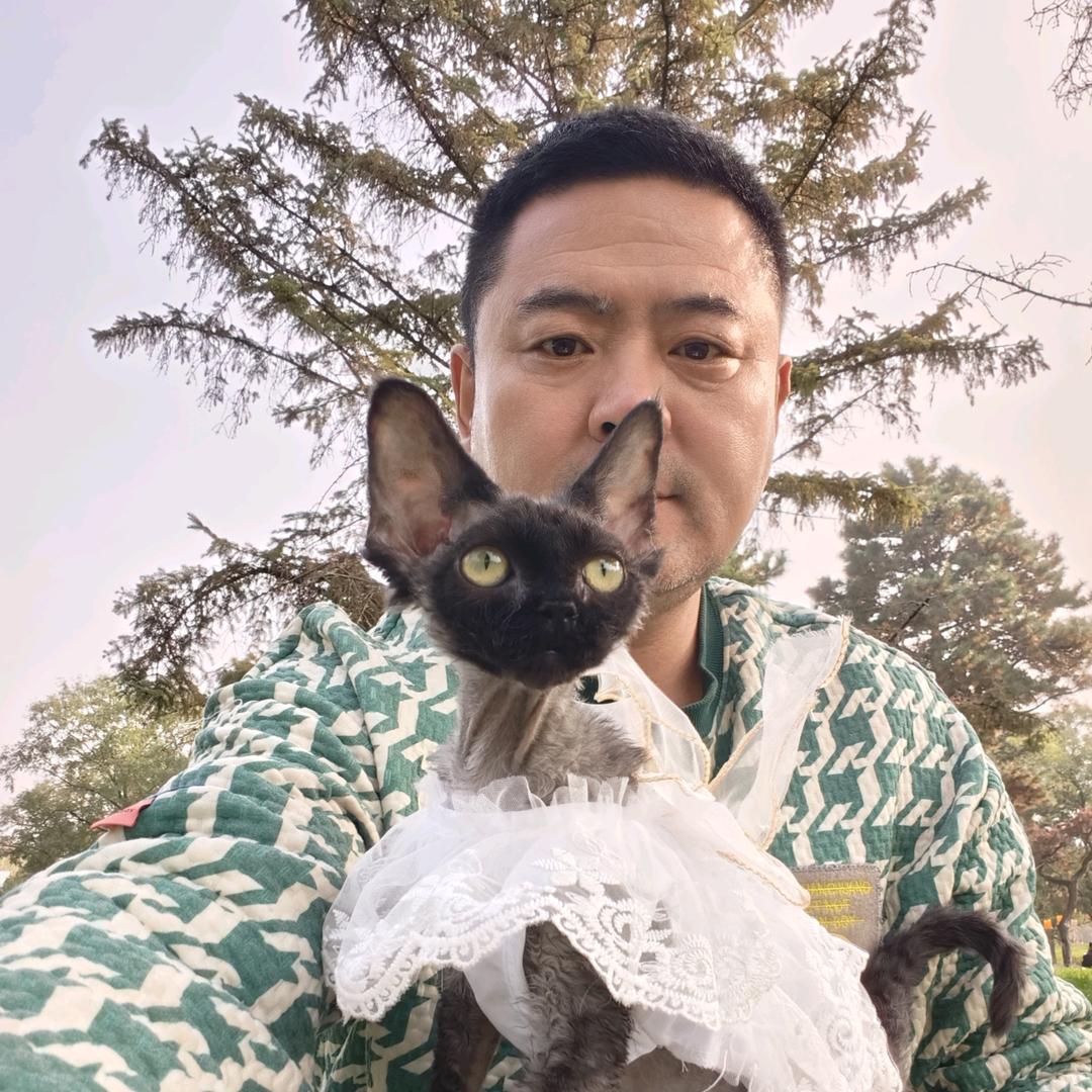 正儿八经德文卷毛猫