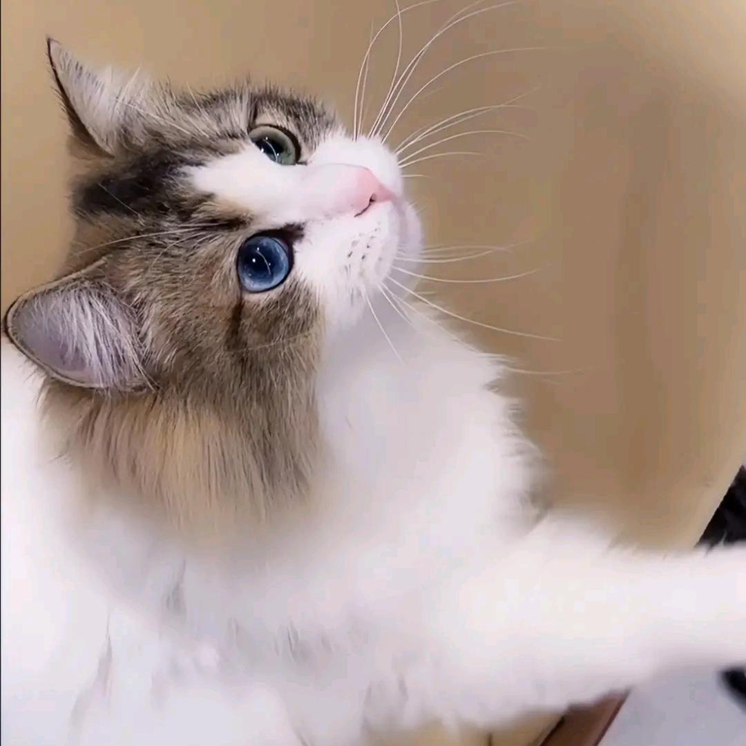 小苹果