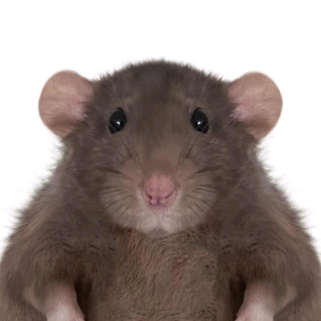 他们都叫我鼠鼠