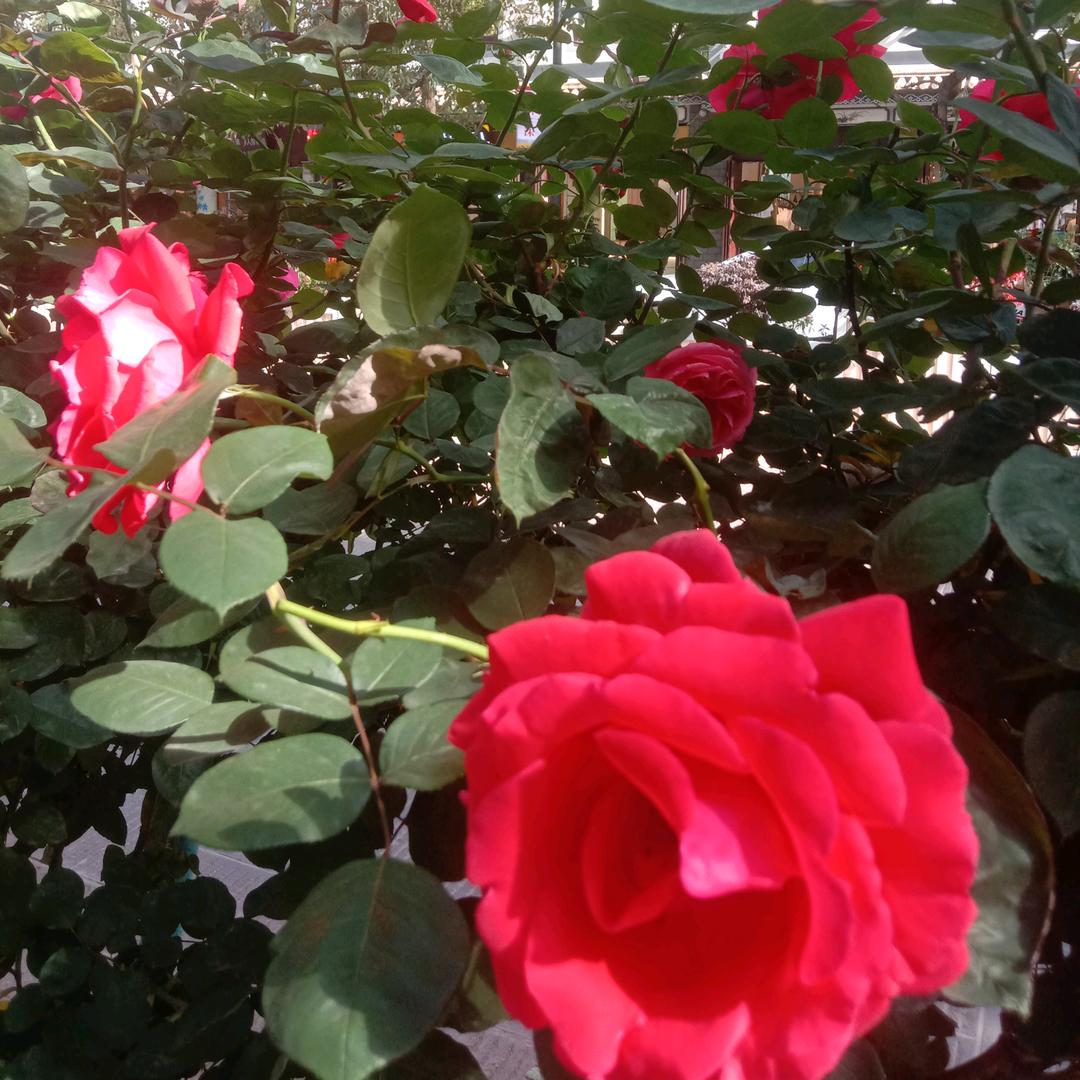 晨曦🌺
