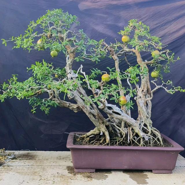 峄城区弘信盆景园