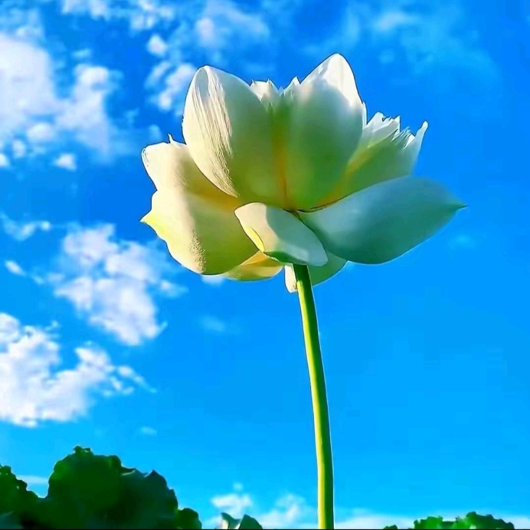 花花伞