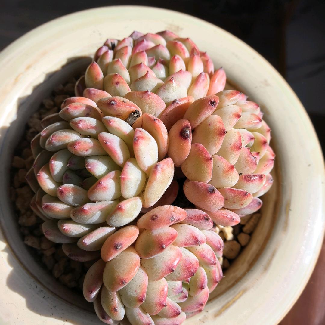 小辫子