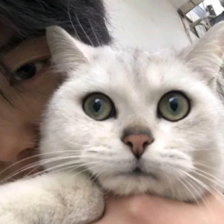 肖...
