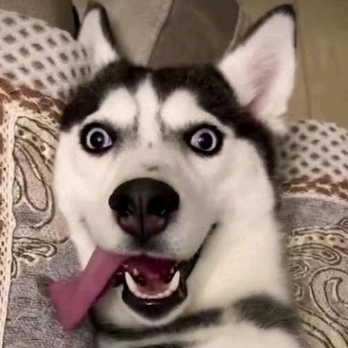 霸道总裁想养狗