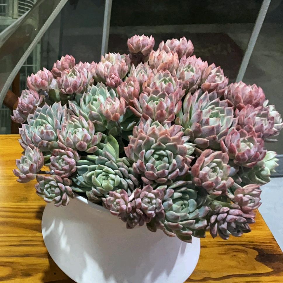 鸿运当头