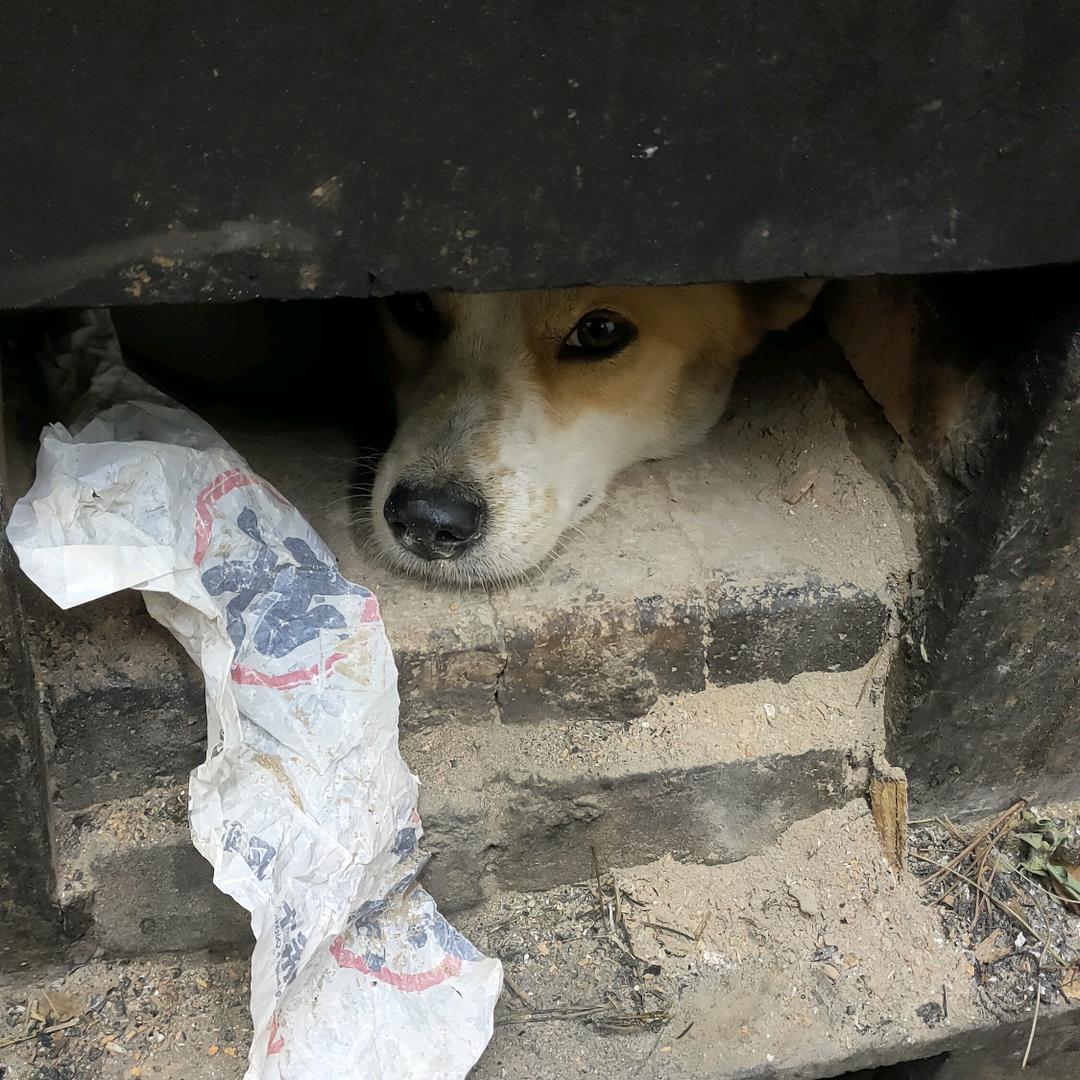 路人假