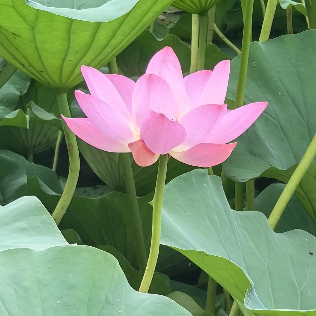 一笑而过🌹🐭🐹
