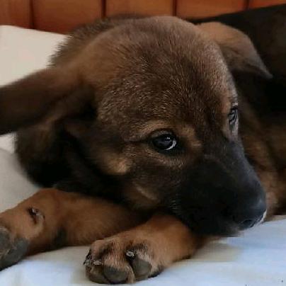 🏀蔡徐村村长🏀