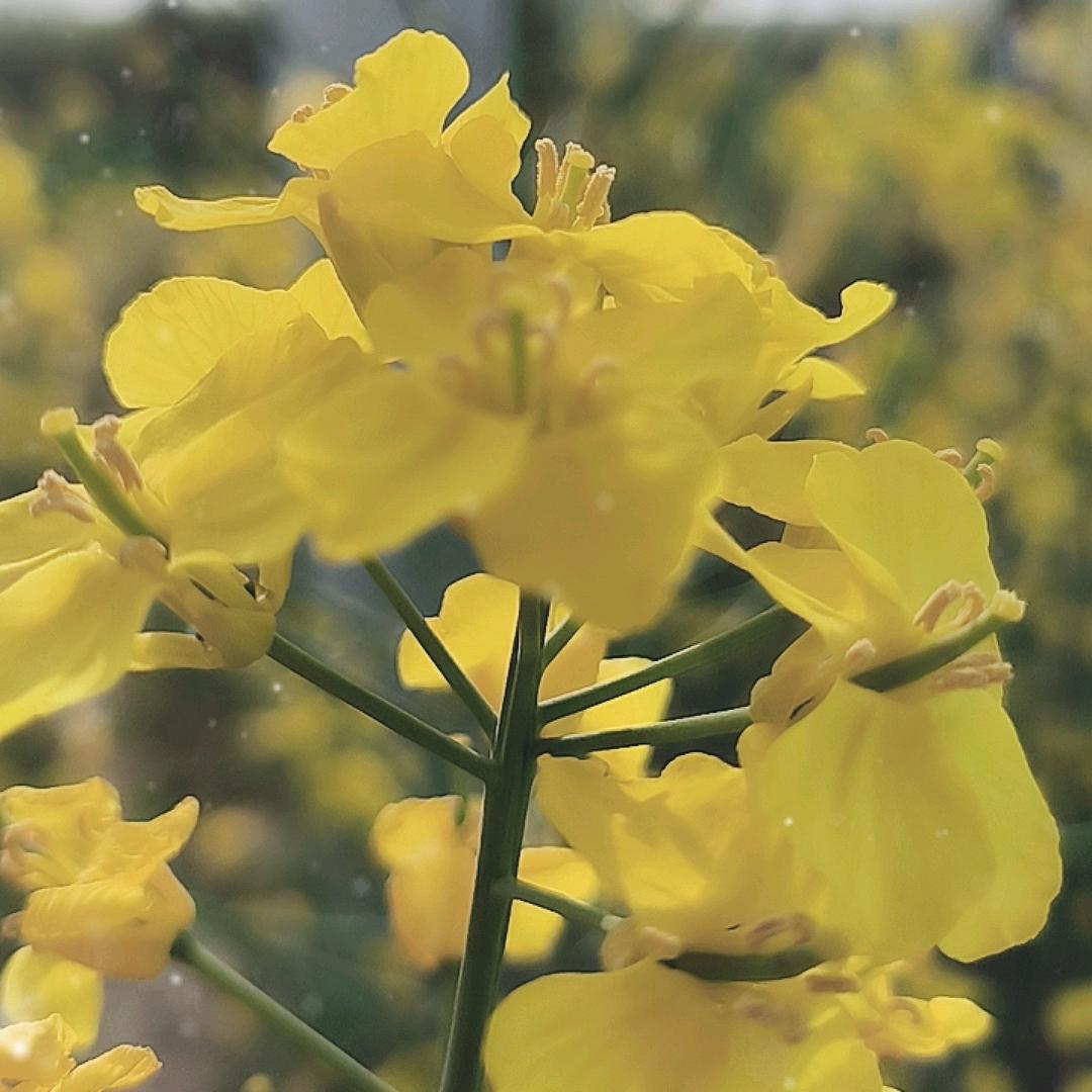 河南双连冠，博，淏，快乐！