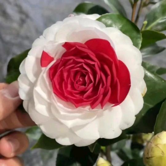 花纪小店