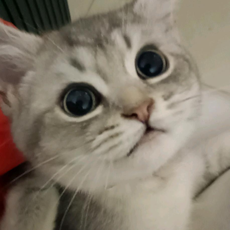 陈叶