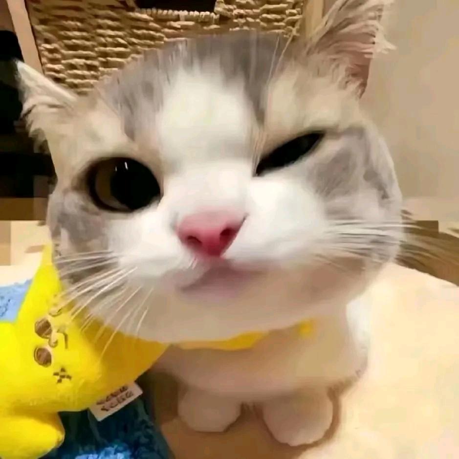 ˳⚆ɞ⚆˳