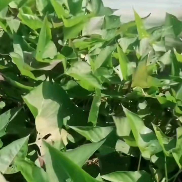 东老河红薯苗