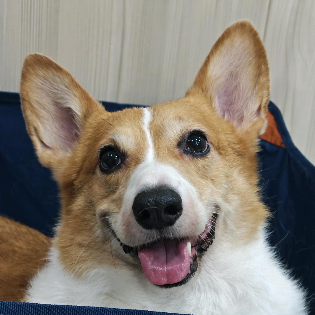 李夏天的憨憨～