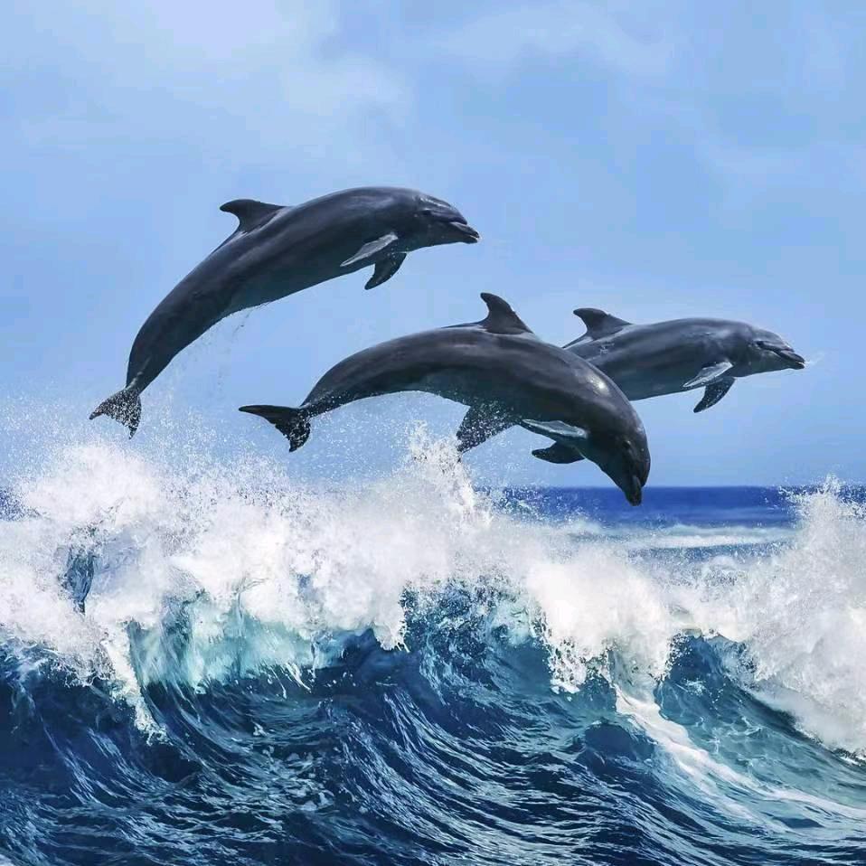 有梦就要嚼着炫迈去追