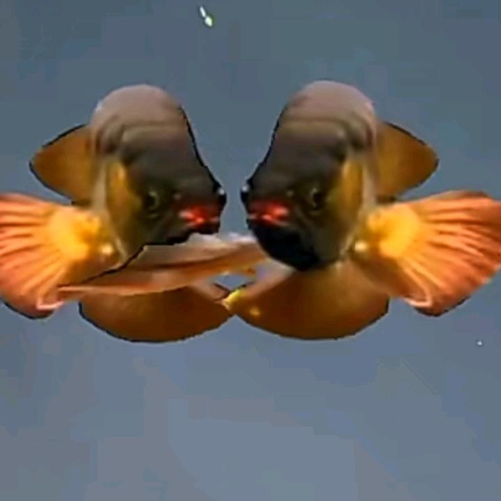 英
