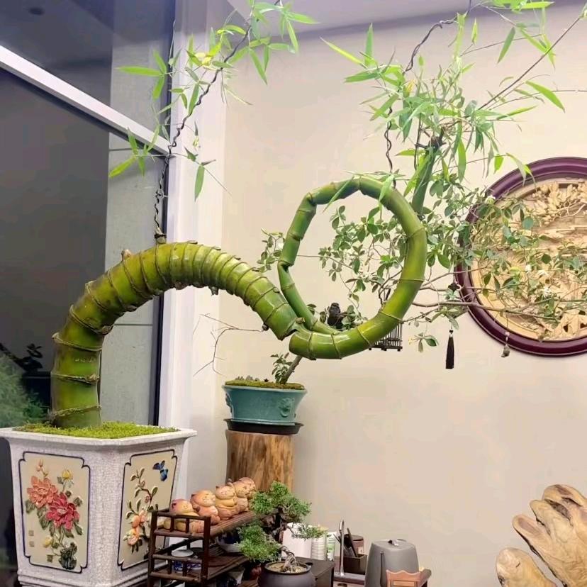 竹君子 (小叶簕竹)