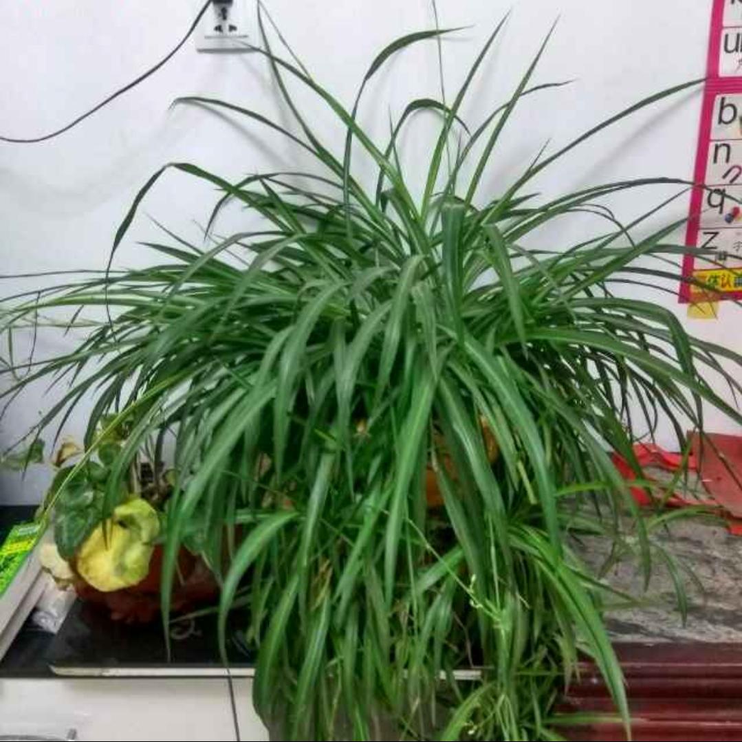 我心飞翔