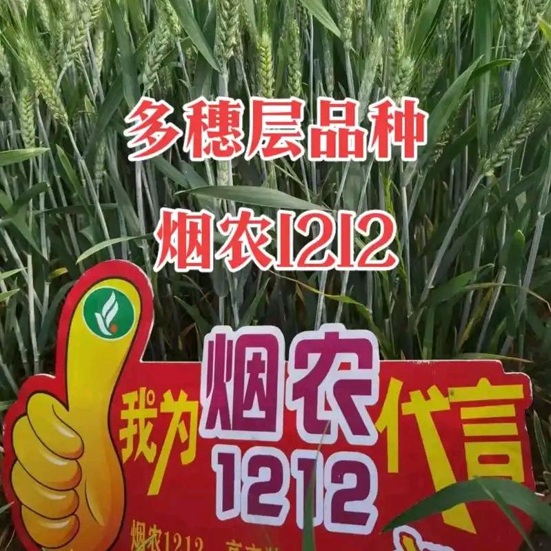 金海小麦烟农1212直营