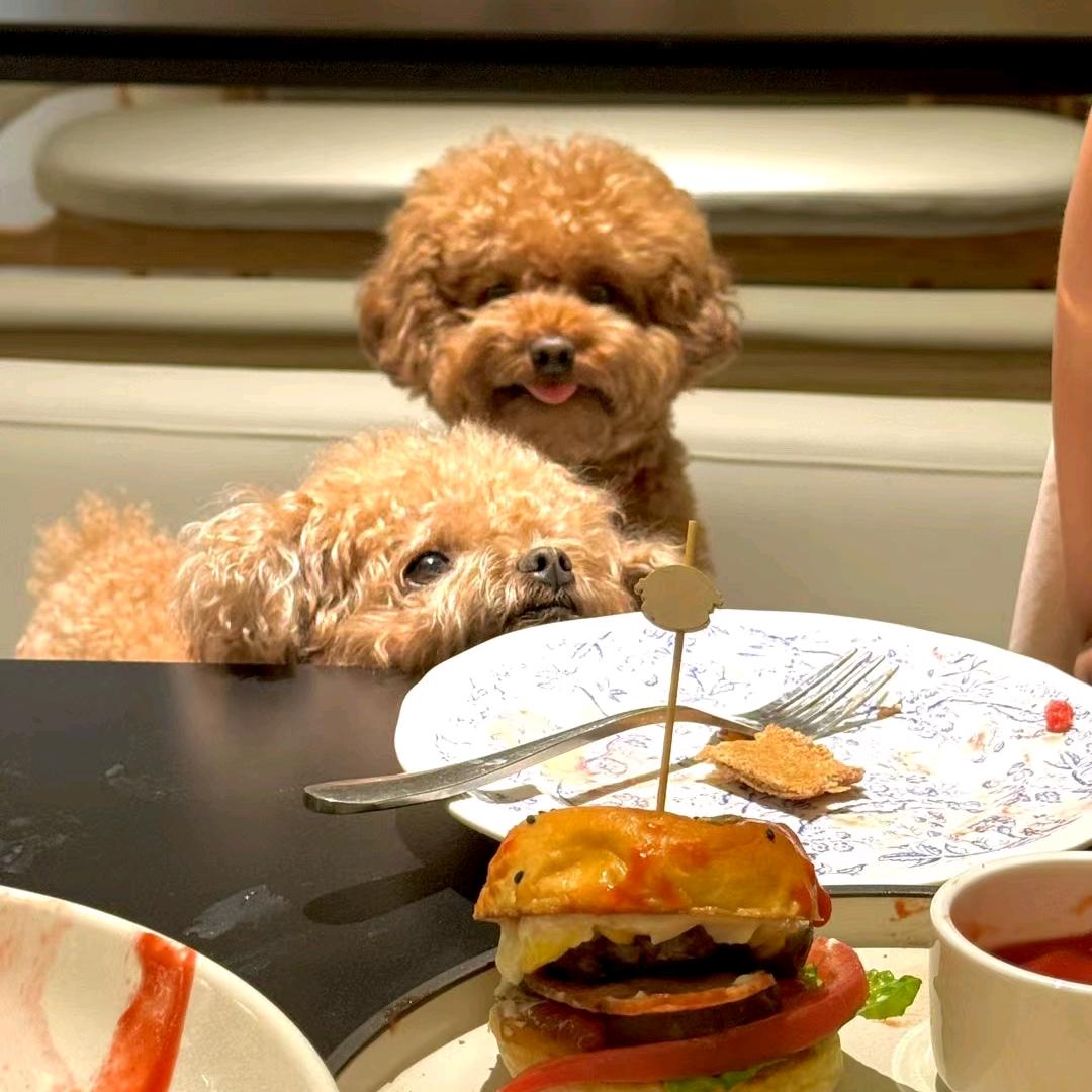 大同宠物无笼寄养