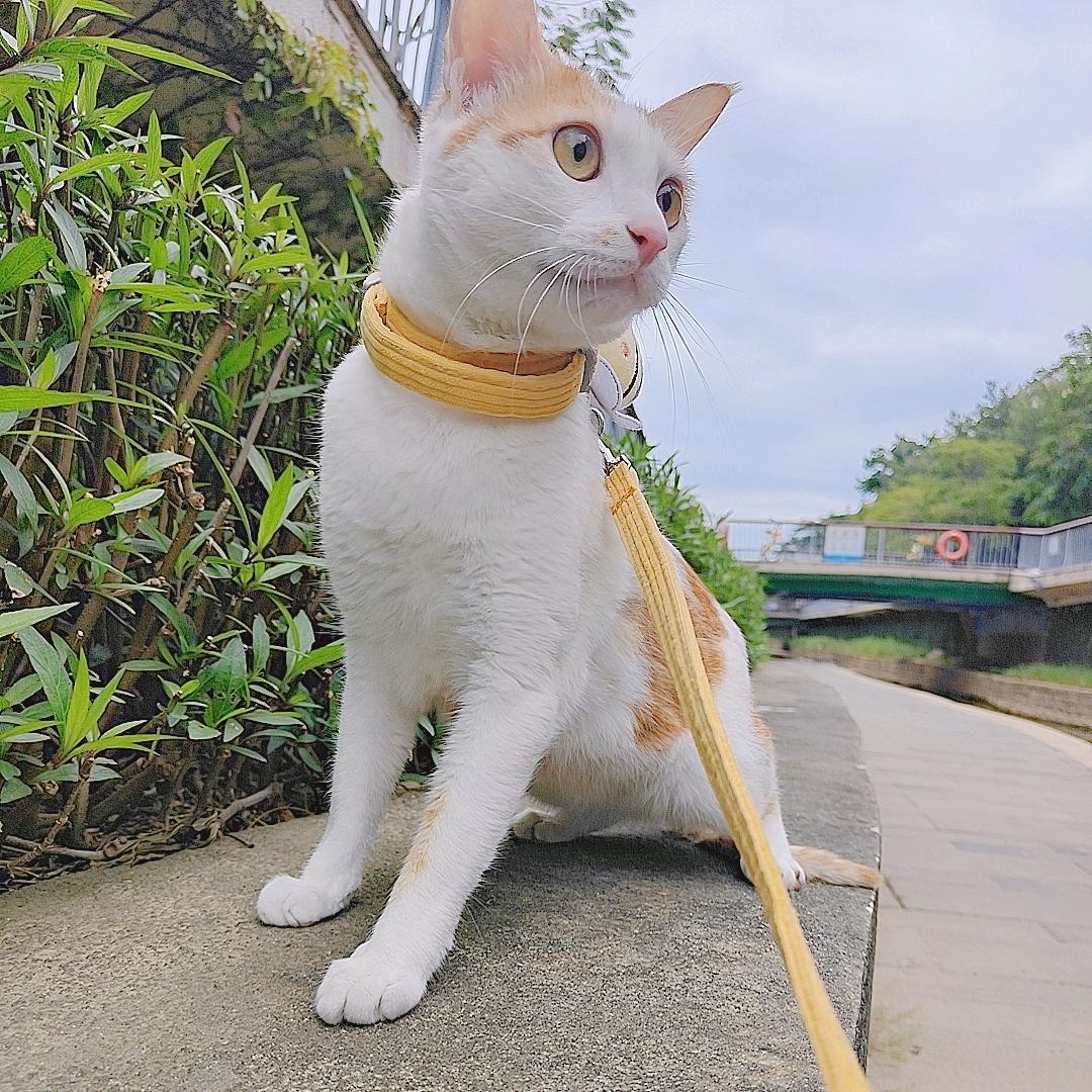 什么冰糖葫芦🤤