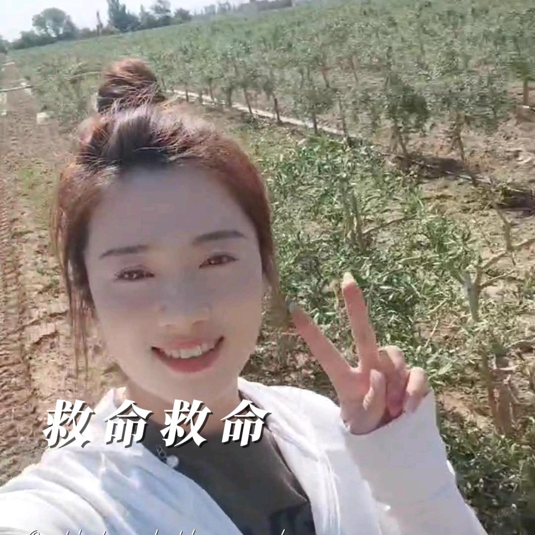中宁潘潘枸杞