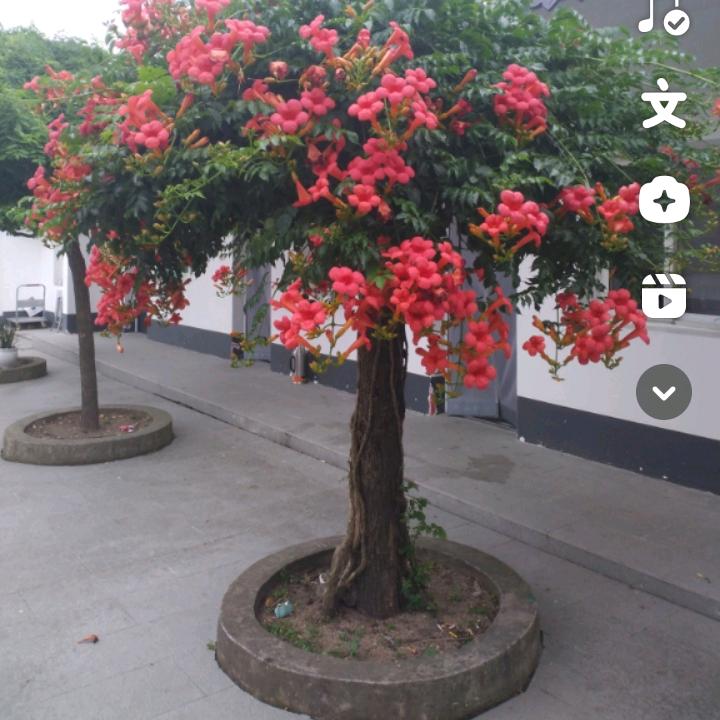 我心依嘫