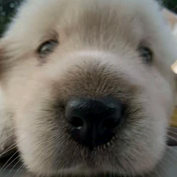 玖玖（咻 ，早：谢，🐏@尾）