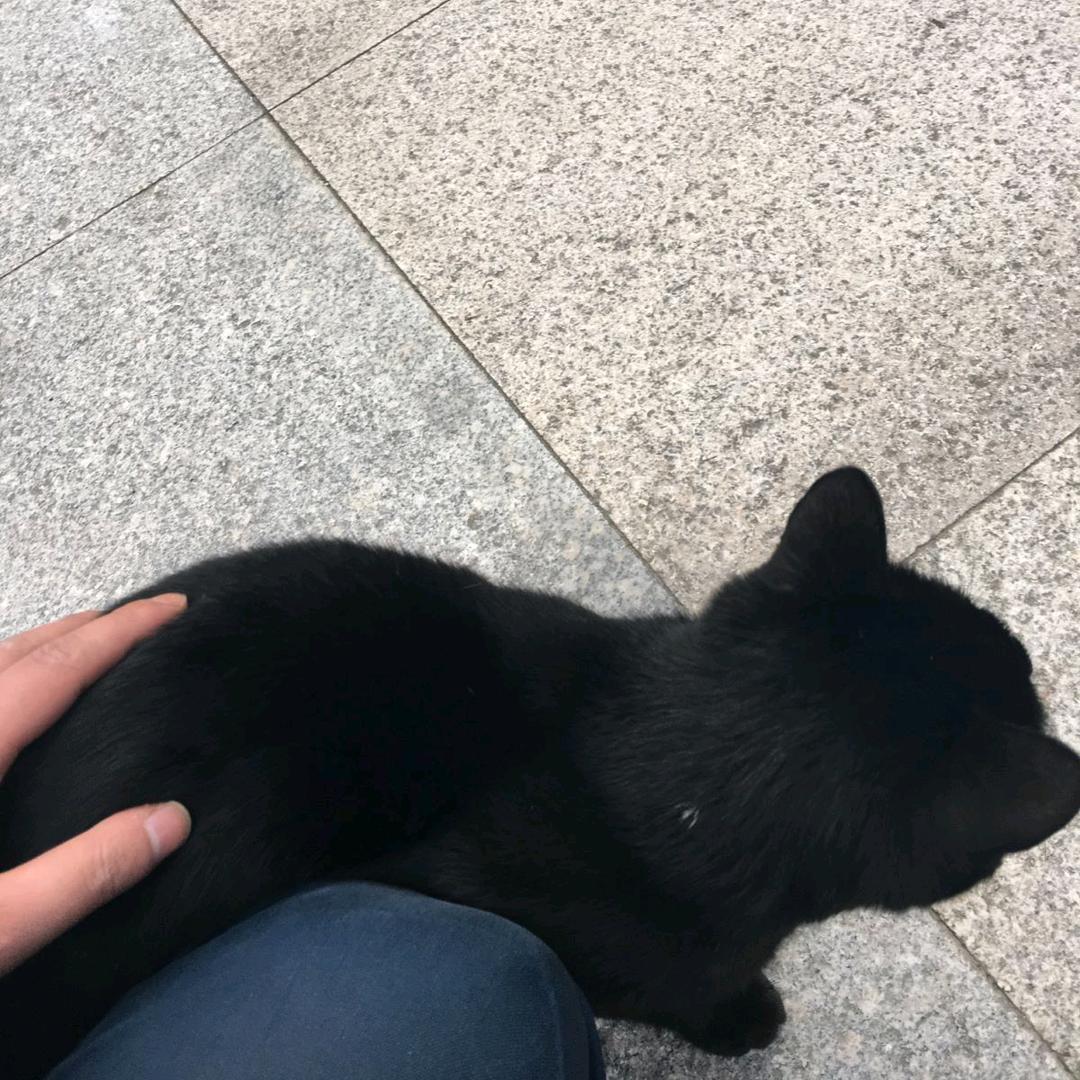 磊