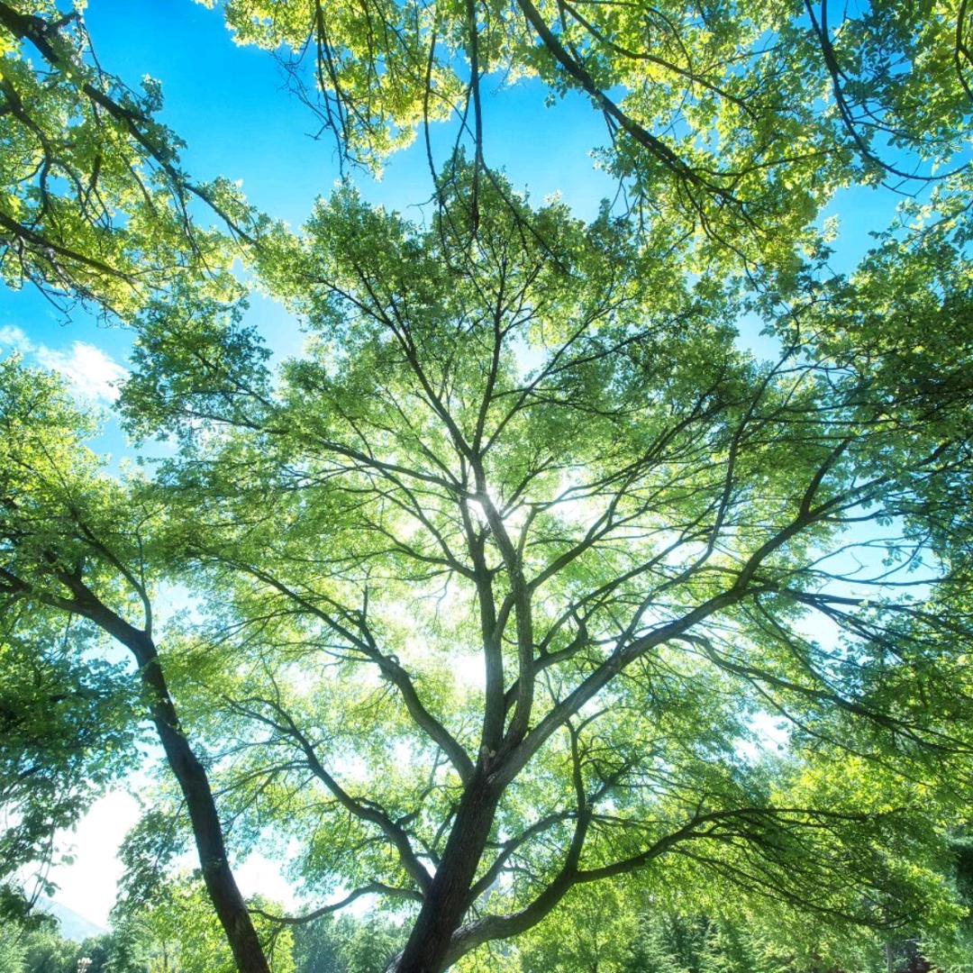 magic7pro