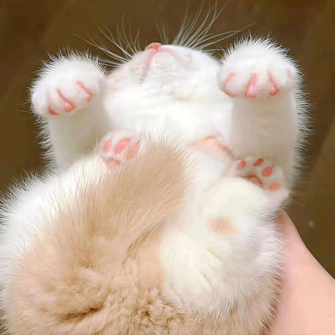 胖妹快跑ℯ.