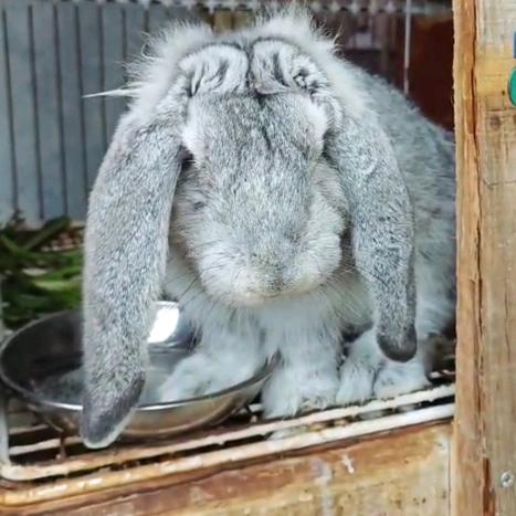 兴义公羊兔宠物兔！