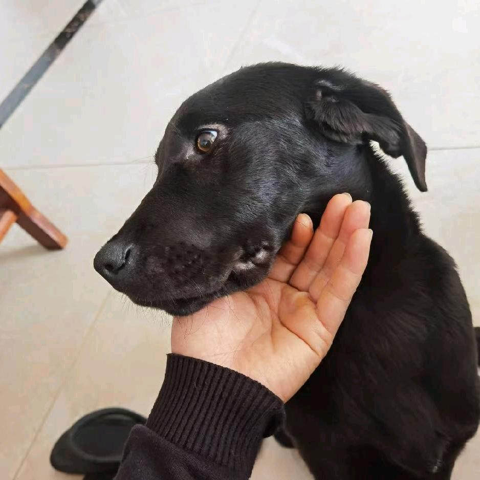 非舒（王者荣耀）