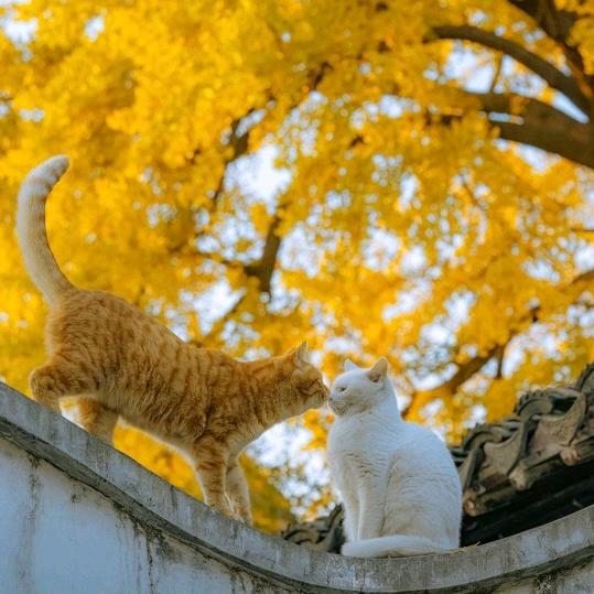 忧郁的黑色西瓜