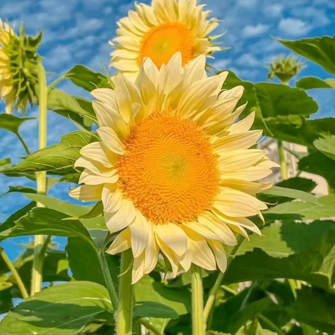 心若向阳，何惧忧伤