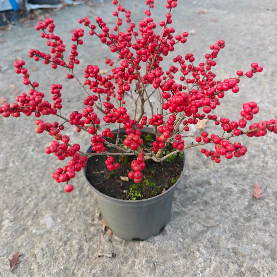 新沂北美冬青老唐